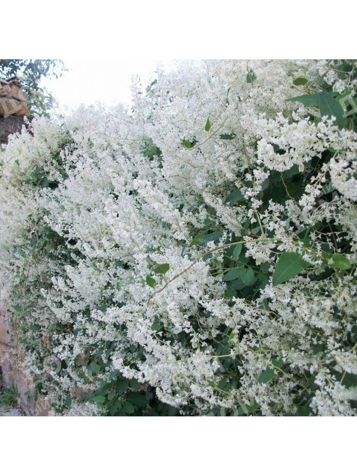 Горец Ауберта, туба 1 шт. Весна 2026